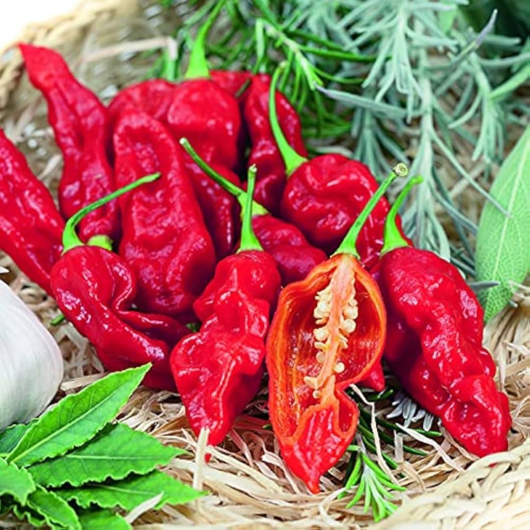 Pack 4 Pepper Plants Live, 80 Days Old Live Pepper Green for Growing, Chili Peppers for Planting, 5 to 9 Inc Tall (Bhut Jolokia Ghost)