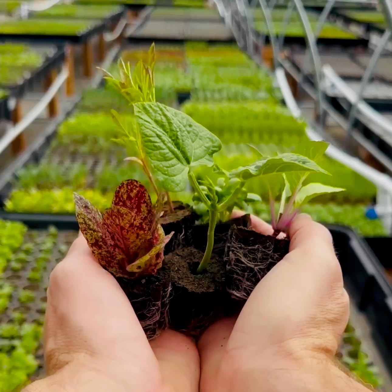 Herb Seedlings: Ready-to-Plant Seedlings, Starts, Plugs, Garden-Ready, Live Plants, Transplants, Pre-sprouted, for Soil & Hydroponic Gardens (6 seedlings)