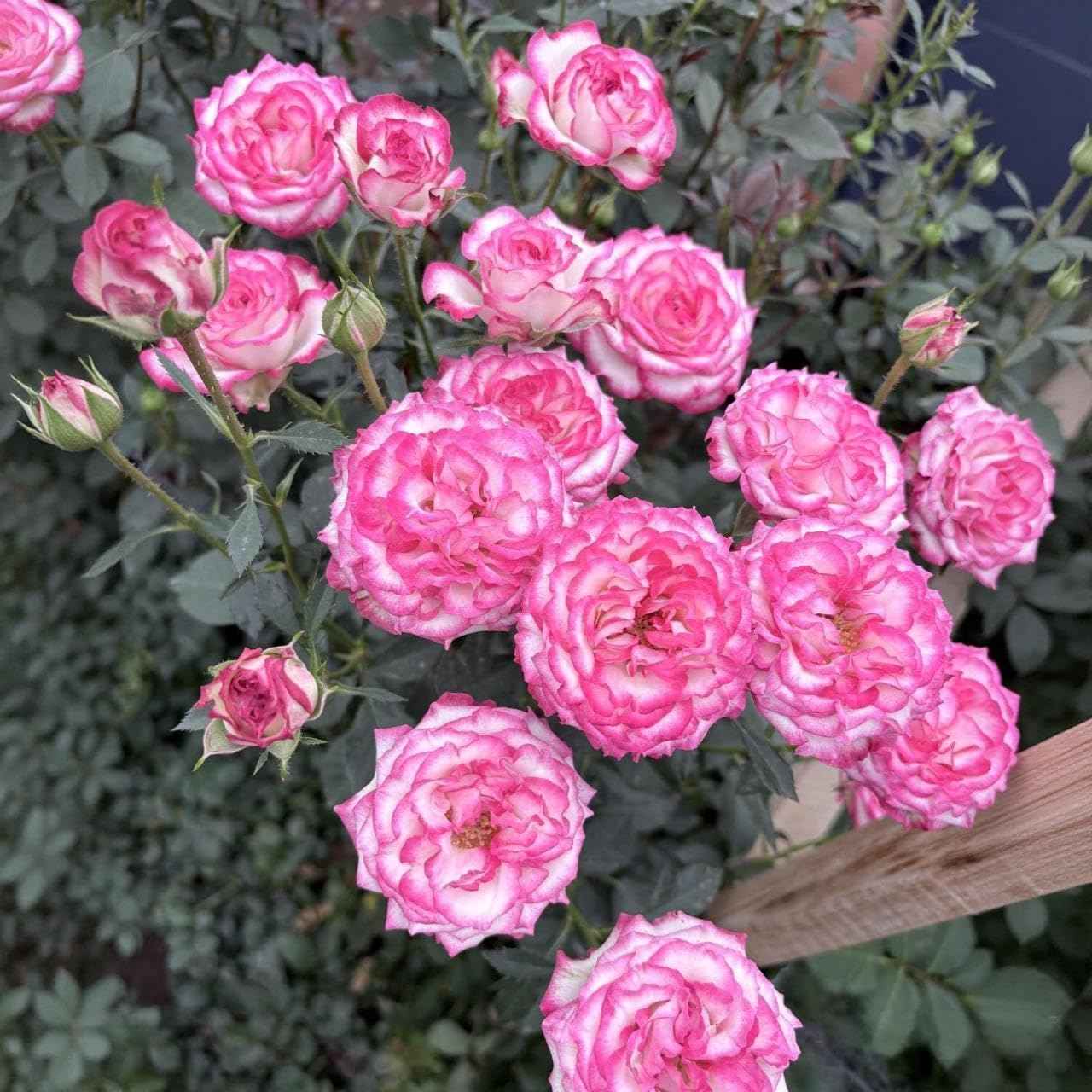 30 Pink Rose Seeds for Planting - Fragrant Perennial Flower Bush - Non-GMO Heirloom Ornamental Plants for Home Garden