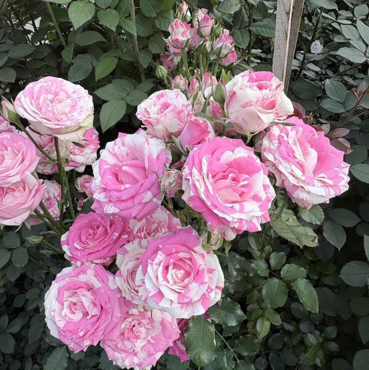 30 Pink Rose Seeds for Planting - Fragrant Perennial Flower Bush - Non-GMO Heirloom Ornamental Plants for Home Garden