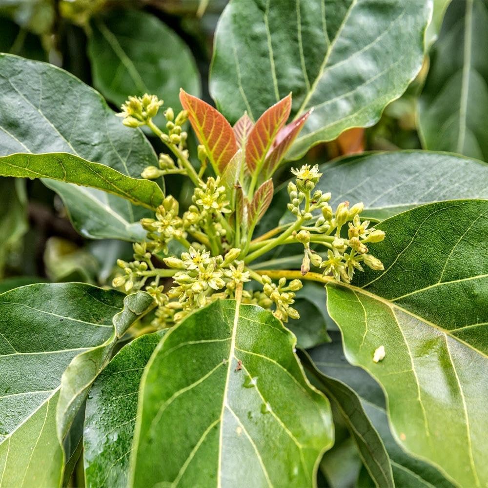Brighter Blooms - Cold Hardy Avocado Tree, 4-5 ft. - No Shipping to AK, AZ, HI, OR
