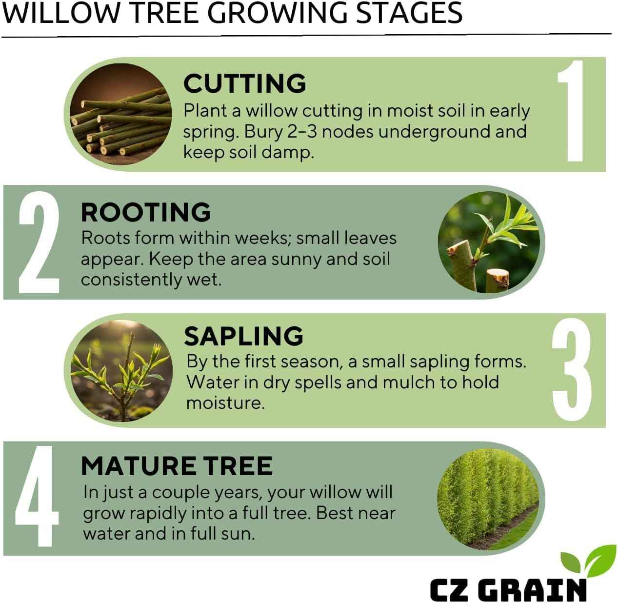 Flame Willow Tree Cuttings for Planting – Bright Red & Orange Stems – Fast Rooting Willow for Colorful Landscaping, Privacy & Winter Interest (2 Trees)