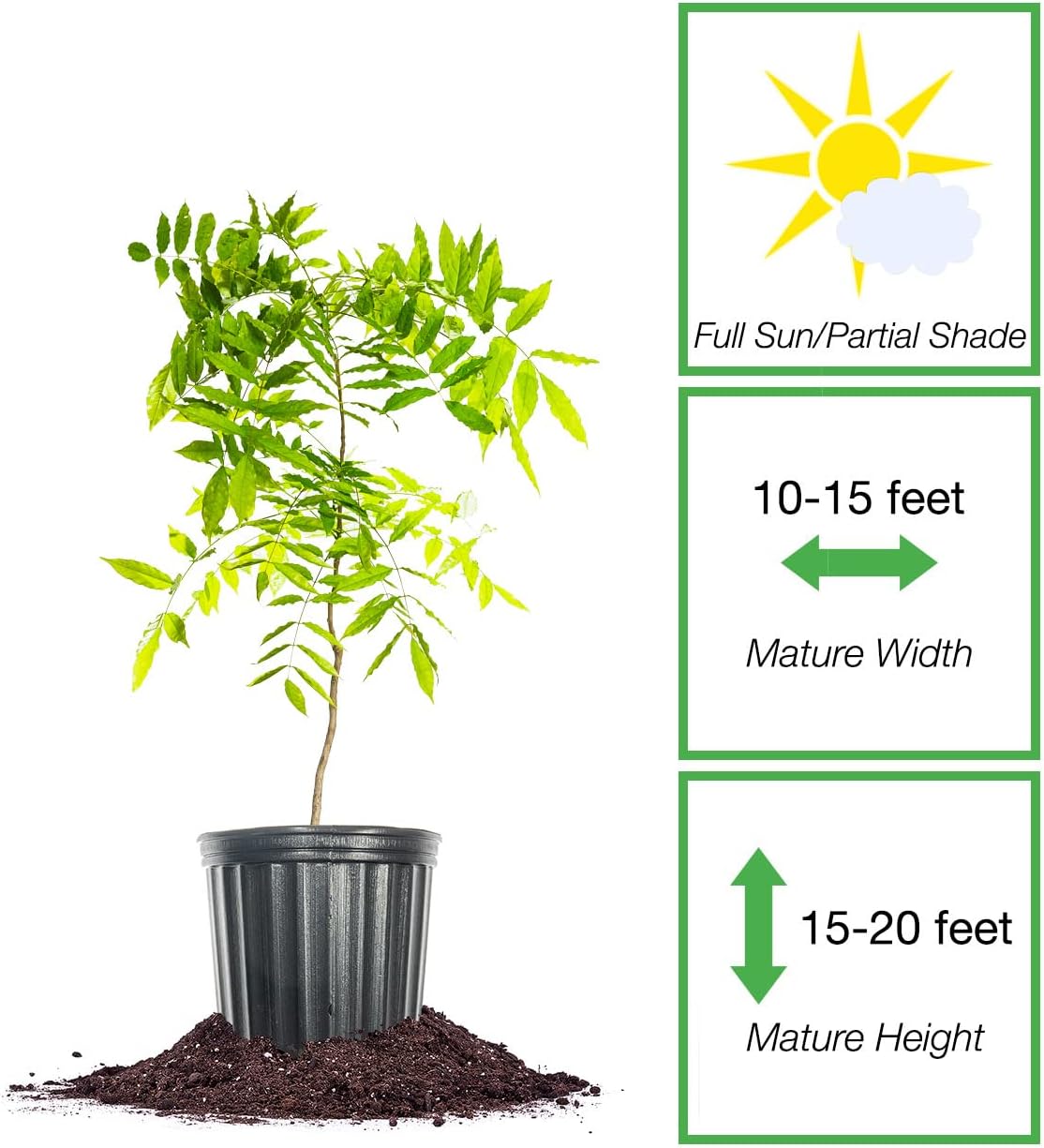 Perfect Plants Amethyst Falls Wisteria Vine 1 Gallon | Live Shrub for Outdoor Planting | Fast Growing Vines for Trellis or Fence | Beautiful Purple Flowers During Spring & Summer