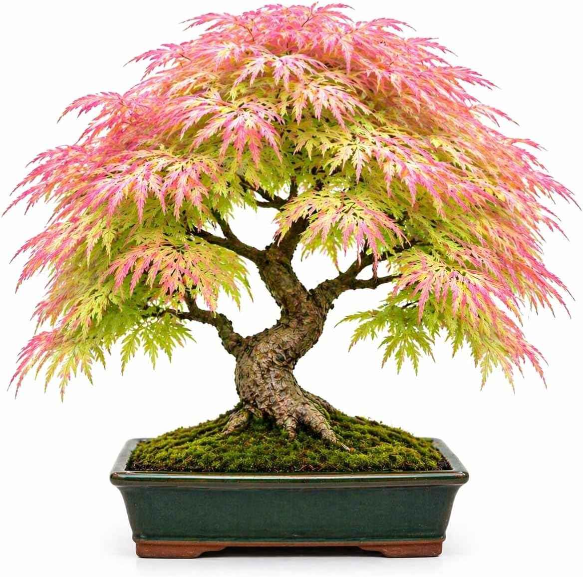 Green Geisha Girl Japanese Maple Bonsai Seedling – 1 Year Old Bare Root Dormant Tree – Acer Palmatum ‘Geisha Girl’ – Ideal for Bonsai & Container Growing