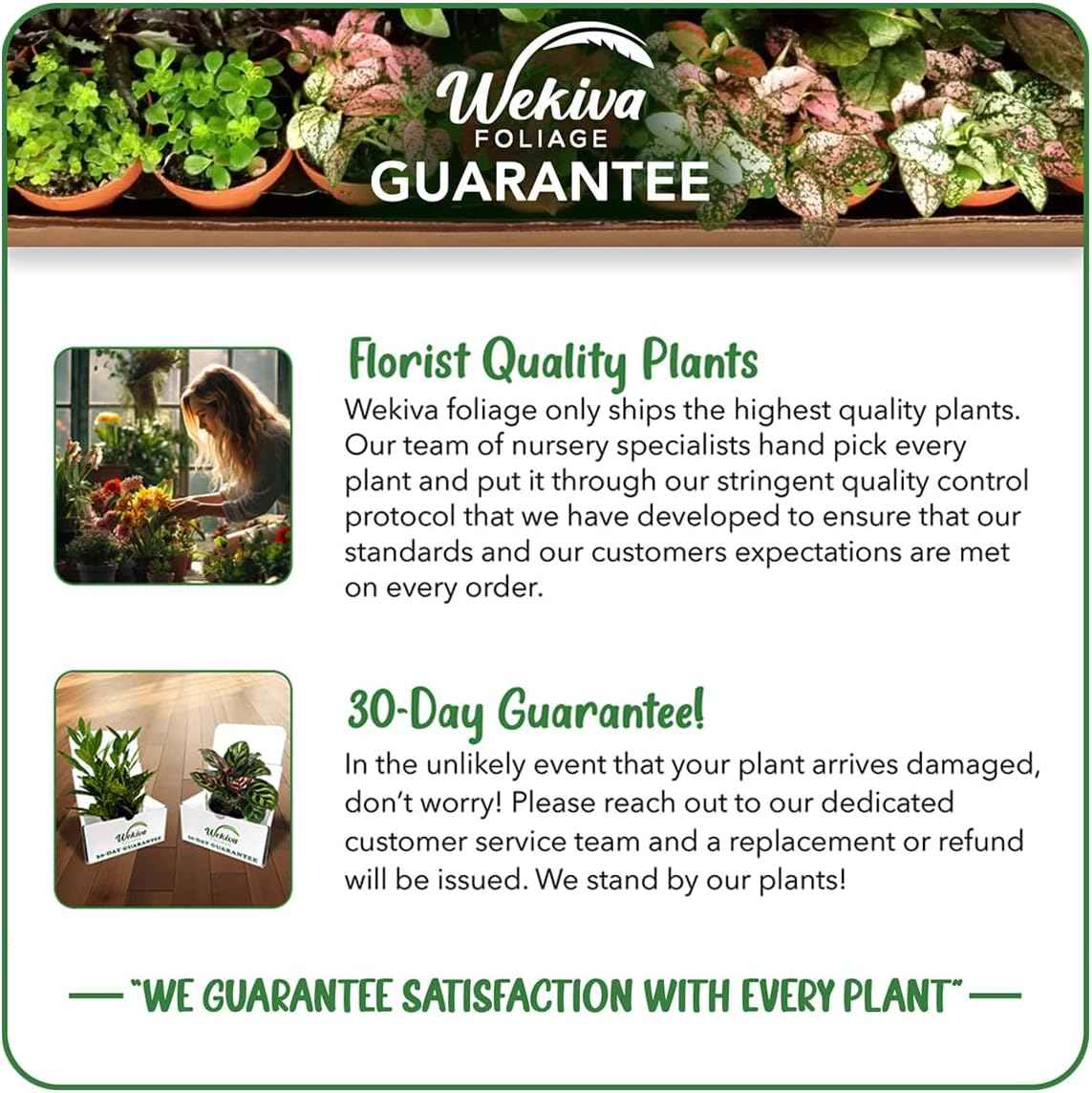 Giant Granadilla Passion Fruit Plant - 4 Live Starter Plants - Passiflora Quadrangularis - Edible Fruit Bearing Vine for The Patio and Garden