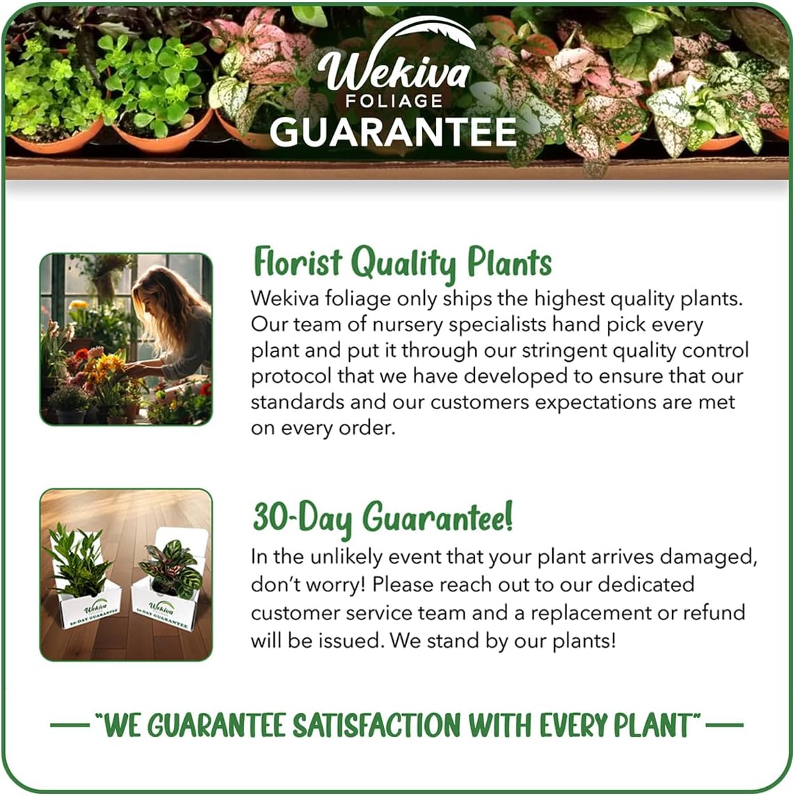 Vanilla Bean Plant - 3 Live Starter Plants - Vanilla Planifolia - Exotic Vining Orchid for Home and Tropical Garden