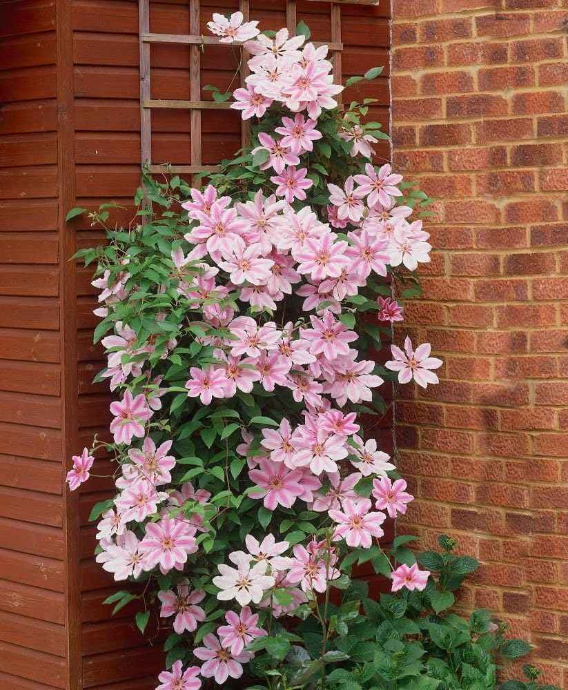50 Pcs Climbing Clematis Vine Seeds for Planting Purple Red Pink Mix Colors Clematis Plants - Large Blooms Perennial Flowers Vines Seeds to Plant Outdoors