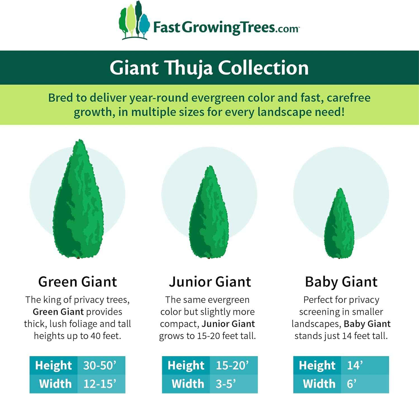 Brighter Blooms - Baby Giant Arborvitae Tree, 1-2 ft. - No Shipping to AK, AZ, HI, OR