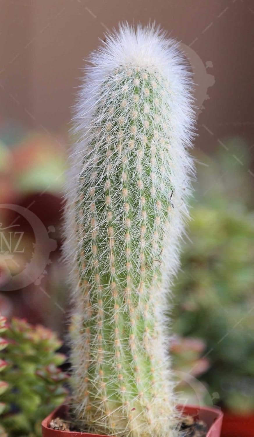 Monkey Tail cleistocactus Plants Succulent Cactus Cacti Flowers Rare