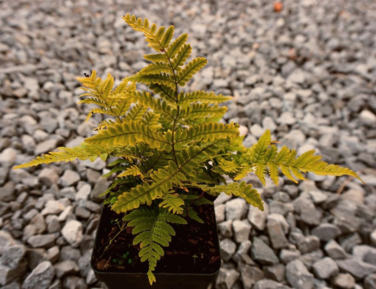 Greenwood Nursery: Live Perennial Plants - Autumn Brilliance Fern + Dryopteris Erythrosora - [Qty: 10x Pint Pots] - (Click for Other Available Plants/Quantities)