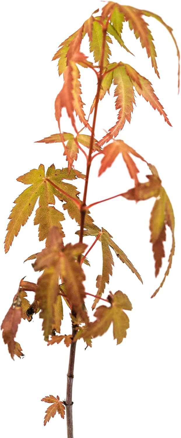 Japanese Maple | Small Tree Seedling | The Jonsteen Company