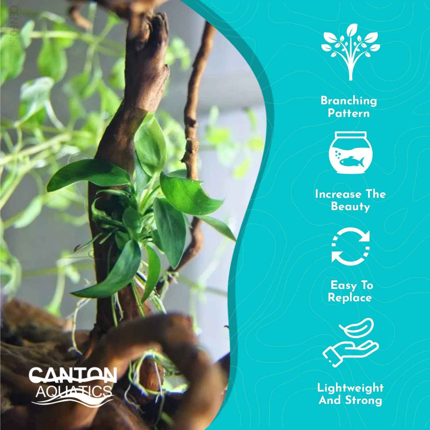 Live Anubias Barteri (Nana) Rooted on Driftwood - Absorb Impurities & Toxicness for Water - All Natural & Organic Aquatic Plant - Long Lasting & Easy to Care - Large