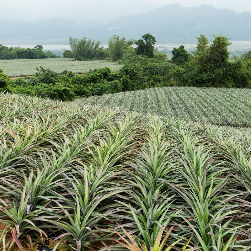 2 Gold Pineapple Plants Live to Grow, Sweet Pineapple Fruit Trees Live Plant 5 to 8 Inc Height, Ornamental Pineapple Plant