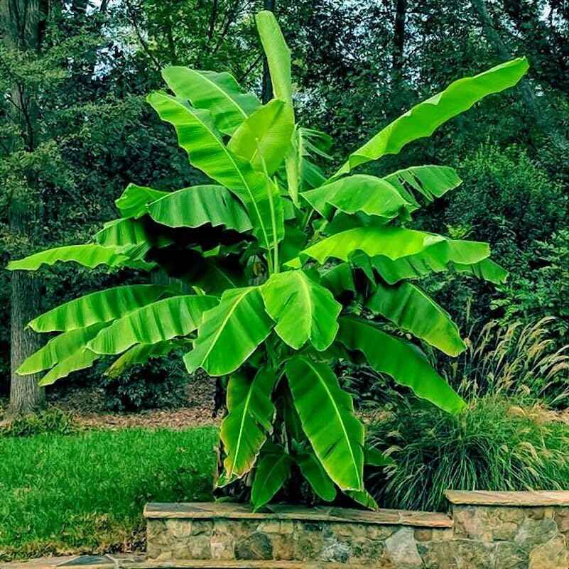 10 Seeds Dwarf Cavendish Banana Tree Seeds | Musa acuminata Hardy Tropical Fruit Plant