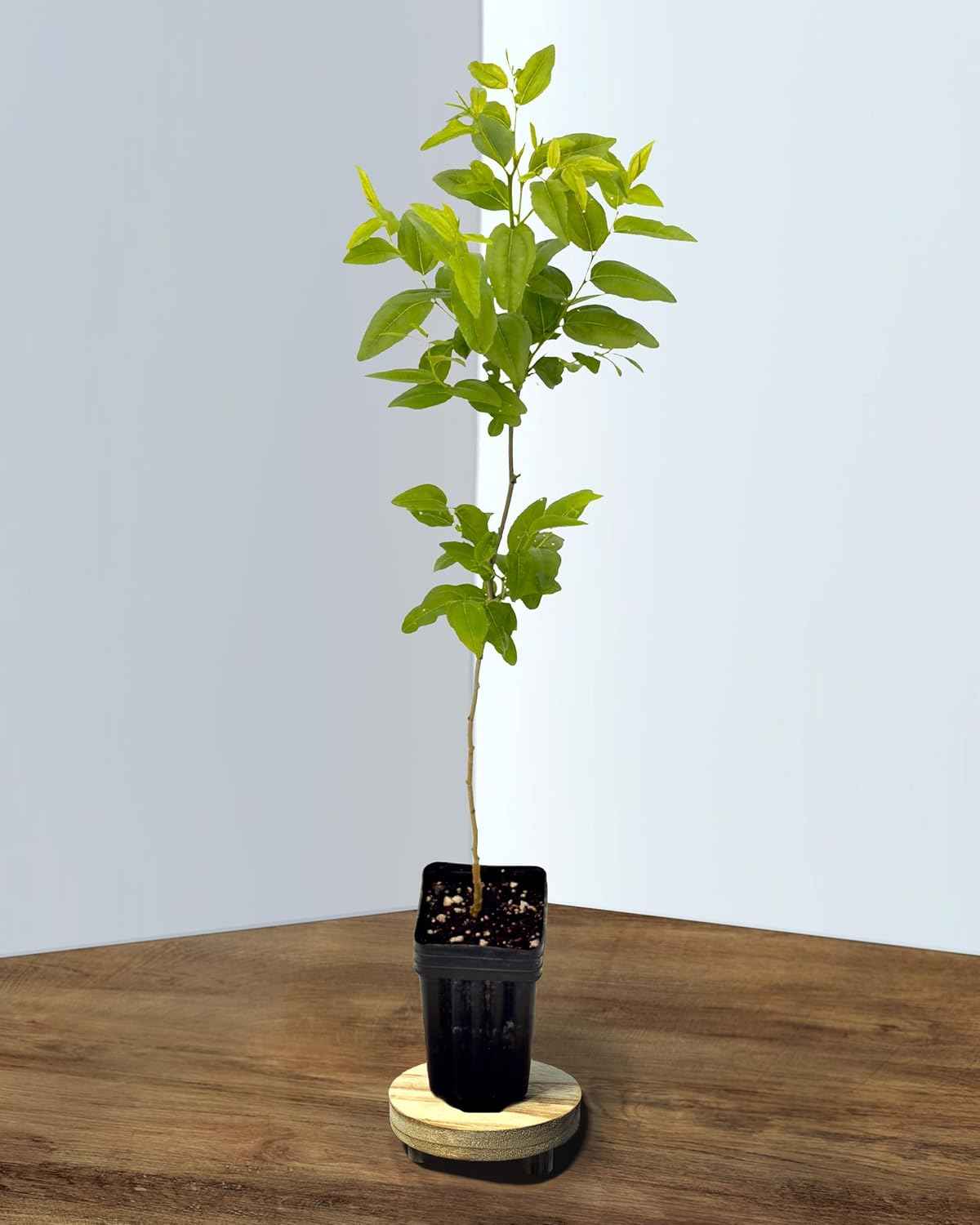 Jujube GA-866-1 Plant - Edible Fruit Tree