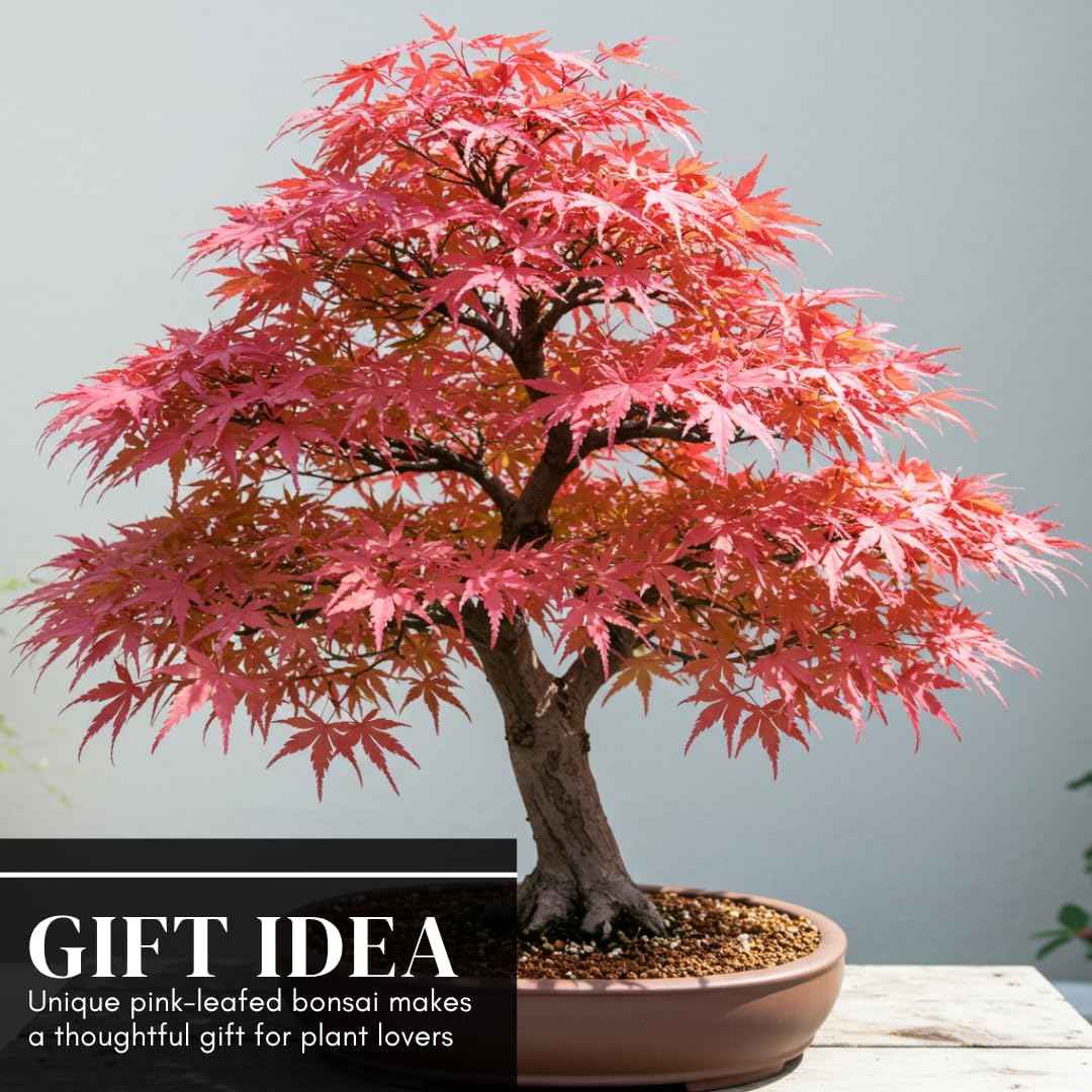Green Geisha Girl Japanese Maple Bonsai Seedling – 1 Year Old Bare Root Dormant Tree – Acer Palmatum ‘Geisha Girl’ – Ideal for Bonsai & Container Growing