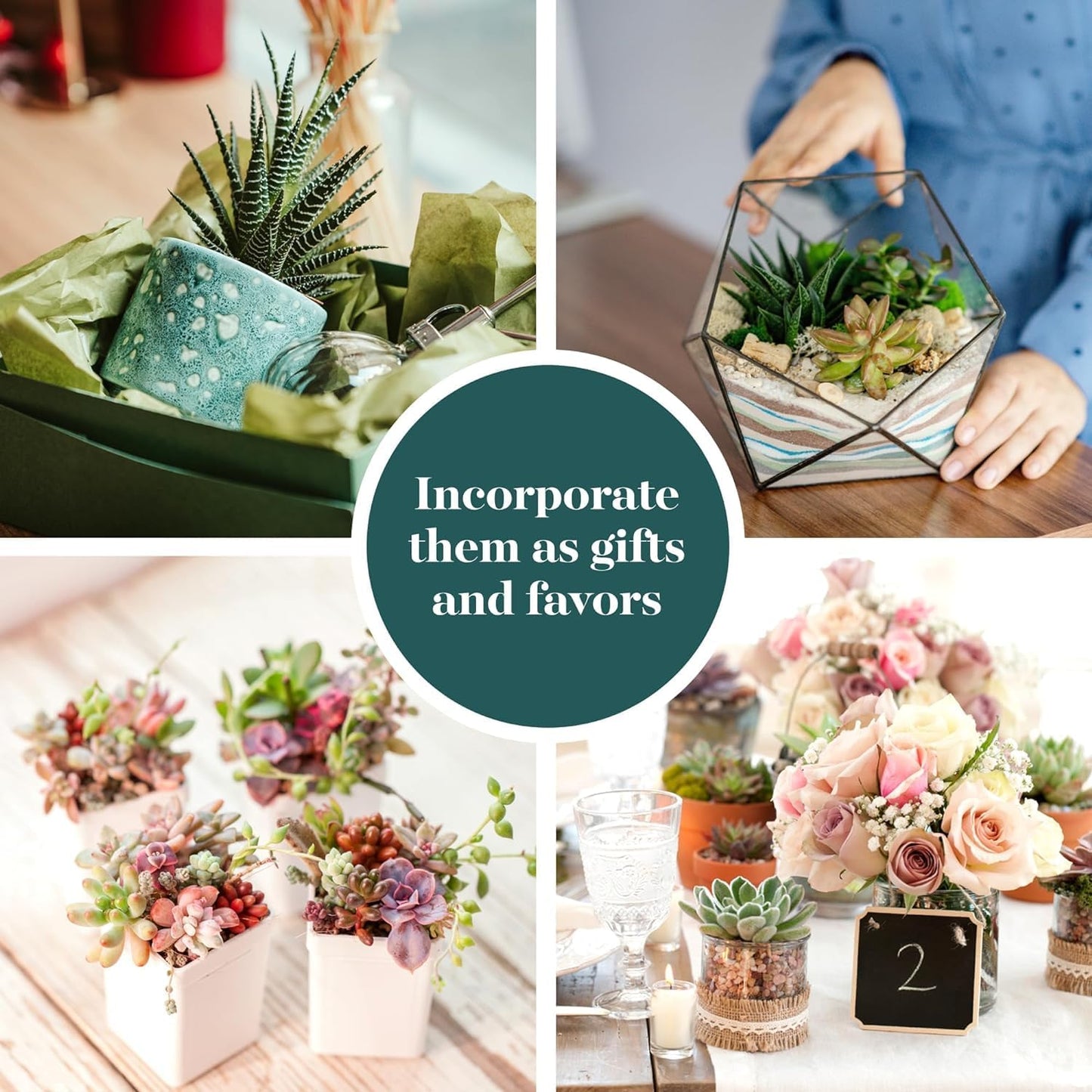 Shop Succulents Assorted Succulent Plant Pack Collection - Live Mini Succulent Plants, Low Maintenance, Mixture of Colors & Textures - Wedding and Party Favors, Gift & Garden, Pack of 100