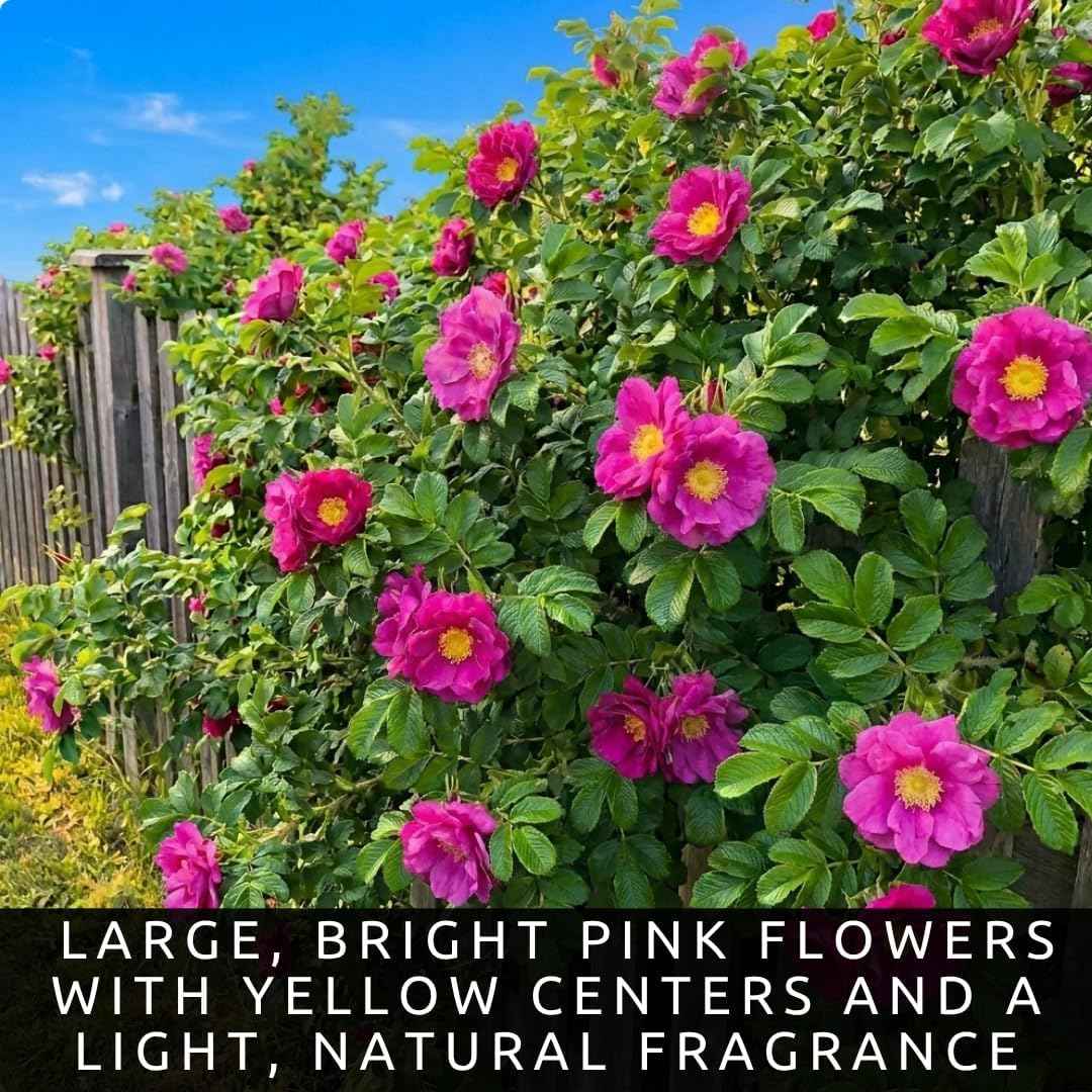 2 Pink Japanese Rose Live Plants – Hardy Fragrant Pink Rugosa Rose Bush – Perennial Flowering Shrub for Garden & Landscape – Easy to Grow Rose Plant (2 Plants)