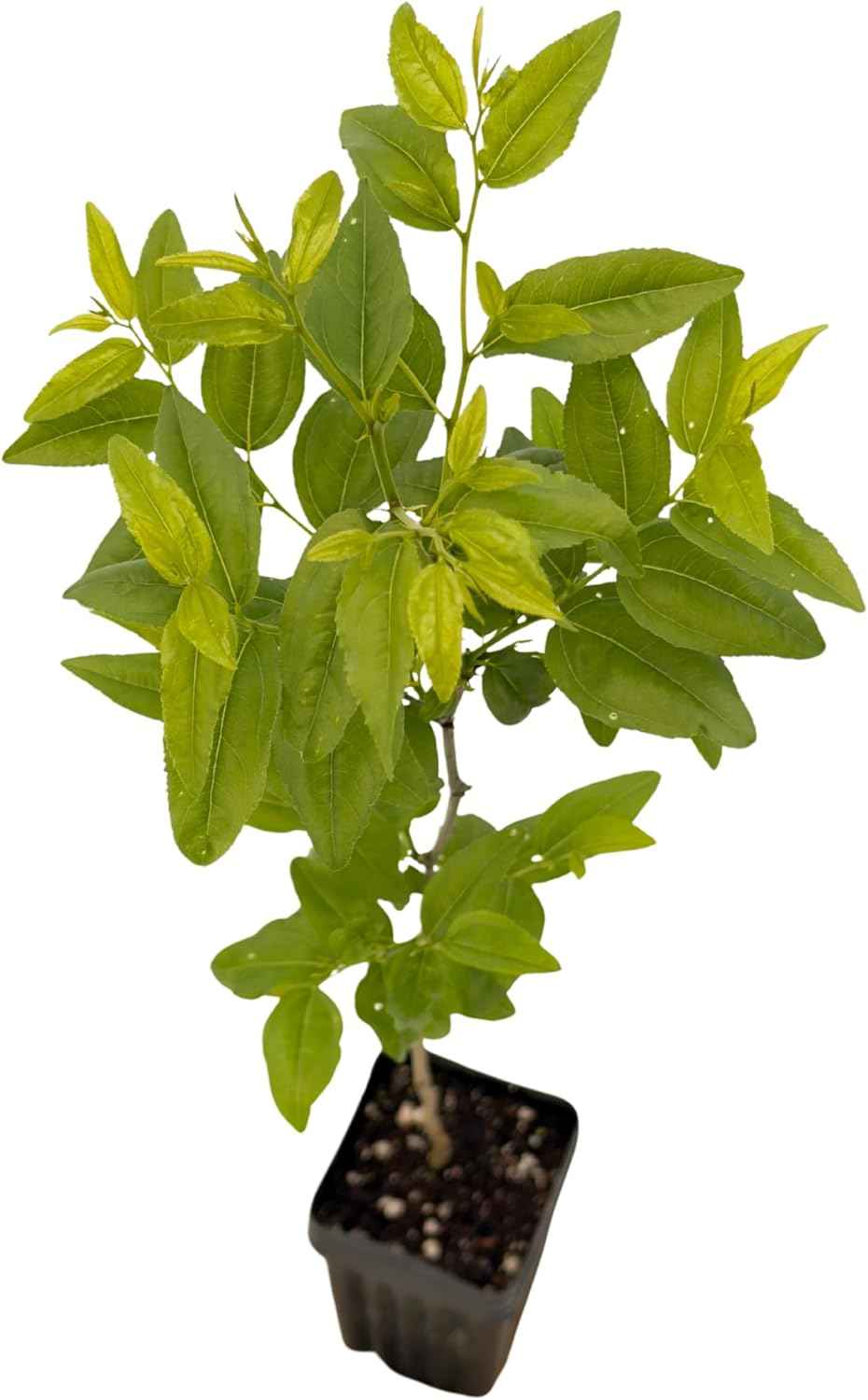 Jujube GA-866-1 Plant - Edible Fruit Tree
