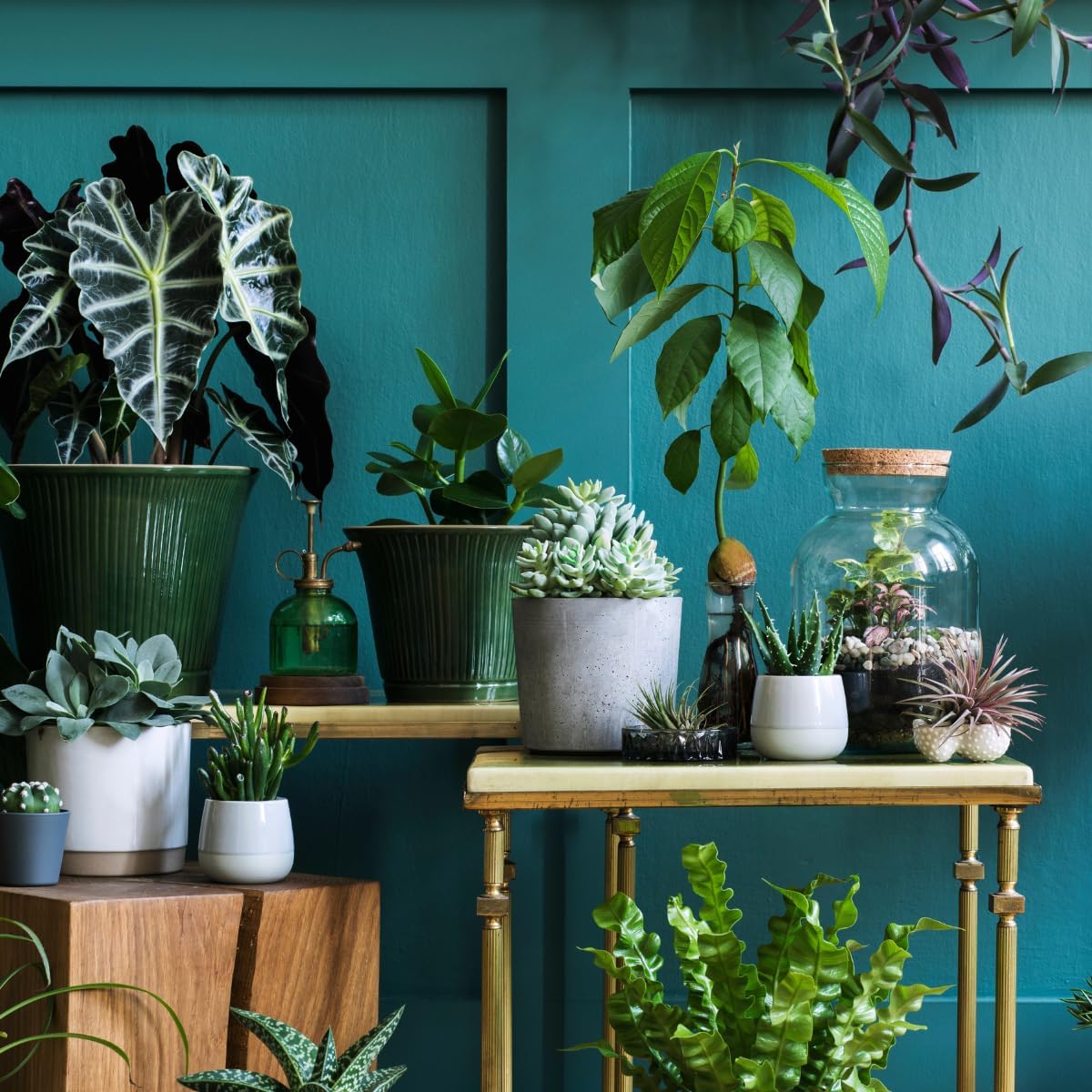 Organic Jade Plant (Crassula ovata) Live Plant in 2.5-inch Pot