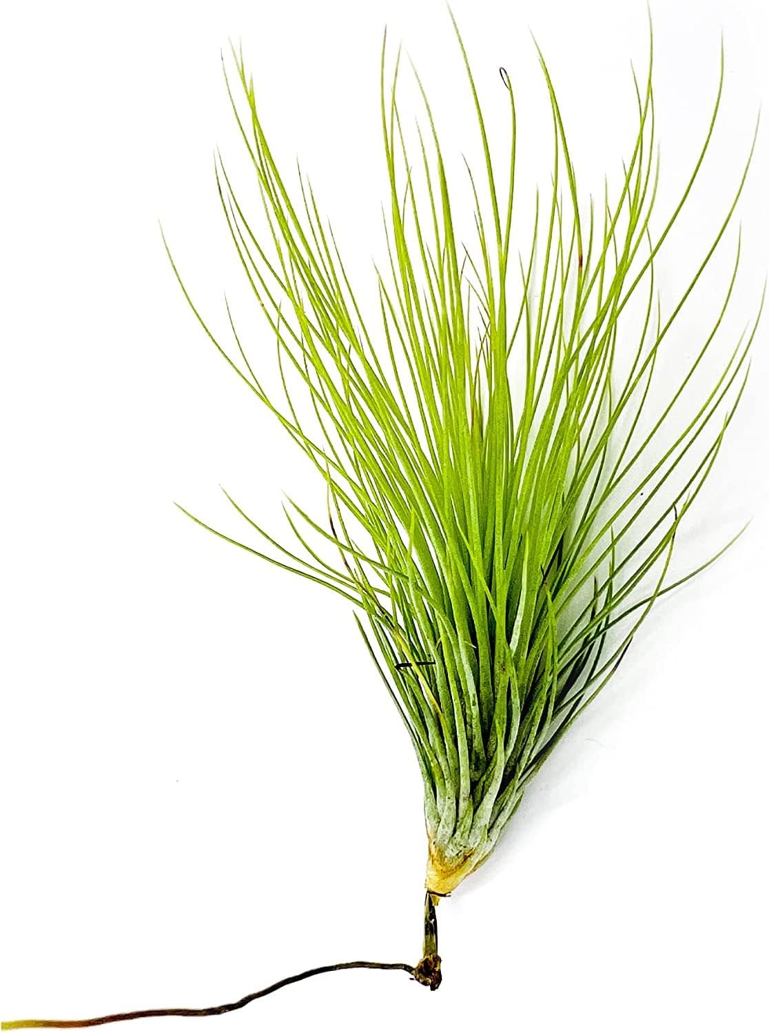 Air Plants - Tillandsia Andreana, Large 4-6" - 3ct - Live Arrival Gauranteed - House Plants for Home Decor & Gift