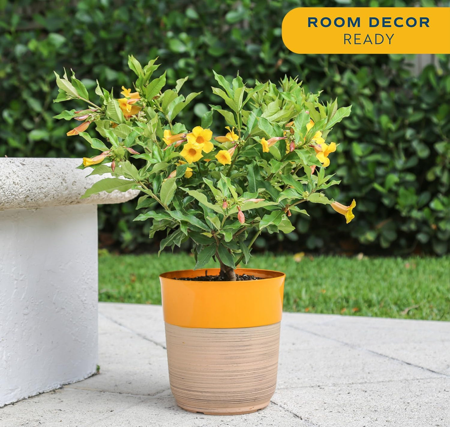 Costa Farms Allamanda Live Plant - Vibrant Yellow Trumpet Flowers, 2-3 Feet Tall Tropical Flowering Vine - Fast Growing Outdoor & Indoor Potted Plant - Pollinator Friendly
