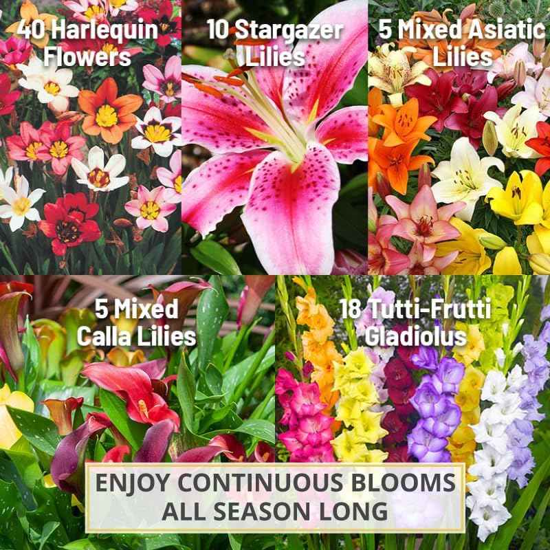 Complete Flower Bulb Garden - 75 Bulbs for 50 Days of Continuous Blooms (Summer Color from July Through October) - Easy to Grow Summer Planting Bulbs by Willard & May