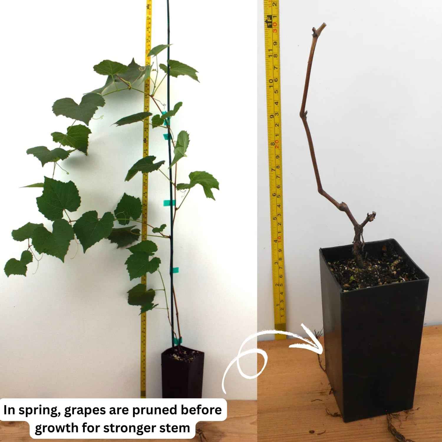 Grape Vine Plant Live for Planting Outdoors, Grape Plant Live Grape Tree to Grow 1-2 Years Old Well-Rooted, Black Grape Fruit Tree Live Plant (Red Grape)