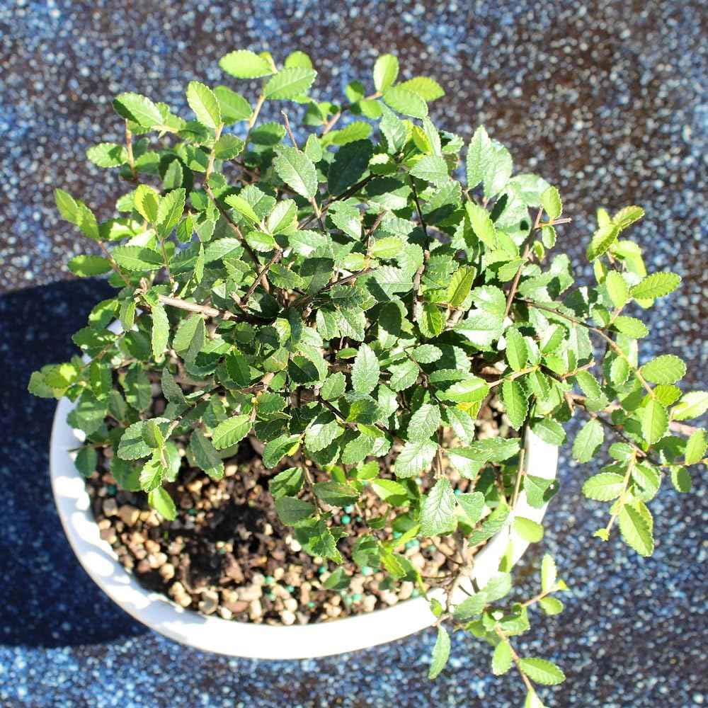 Brussel's Bonsai Live Chinese Elm Bonsai Tree, Outdoor - Medium, 7 Years Old, 8 to 10 inches Tall - Includes Decorative Ceramic Bonsai Pot