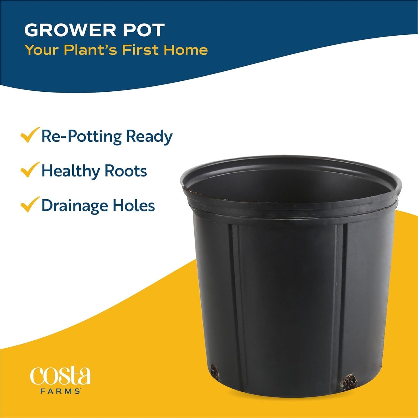 Costa Farms Allamanda Live Plant - Vibrant Yellow Trumpet Flowers, 2-3 Feet Tall Tropical Flowering Vine - Fast Growing Outdoor & Indoor Potted Plant - Pollinator Friendly