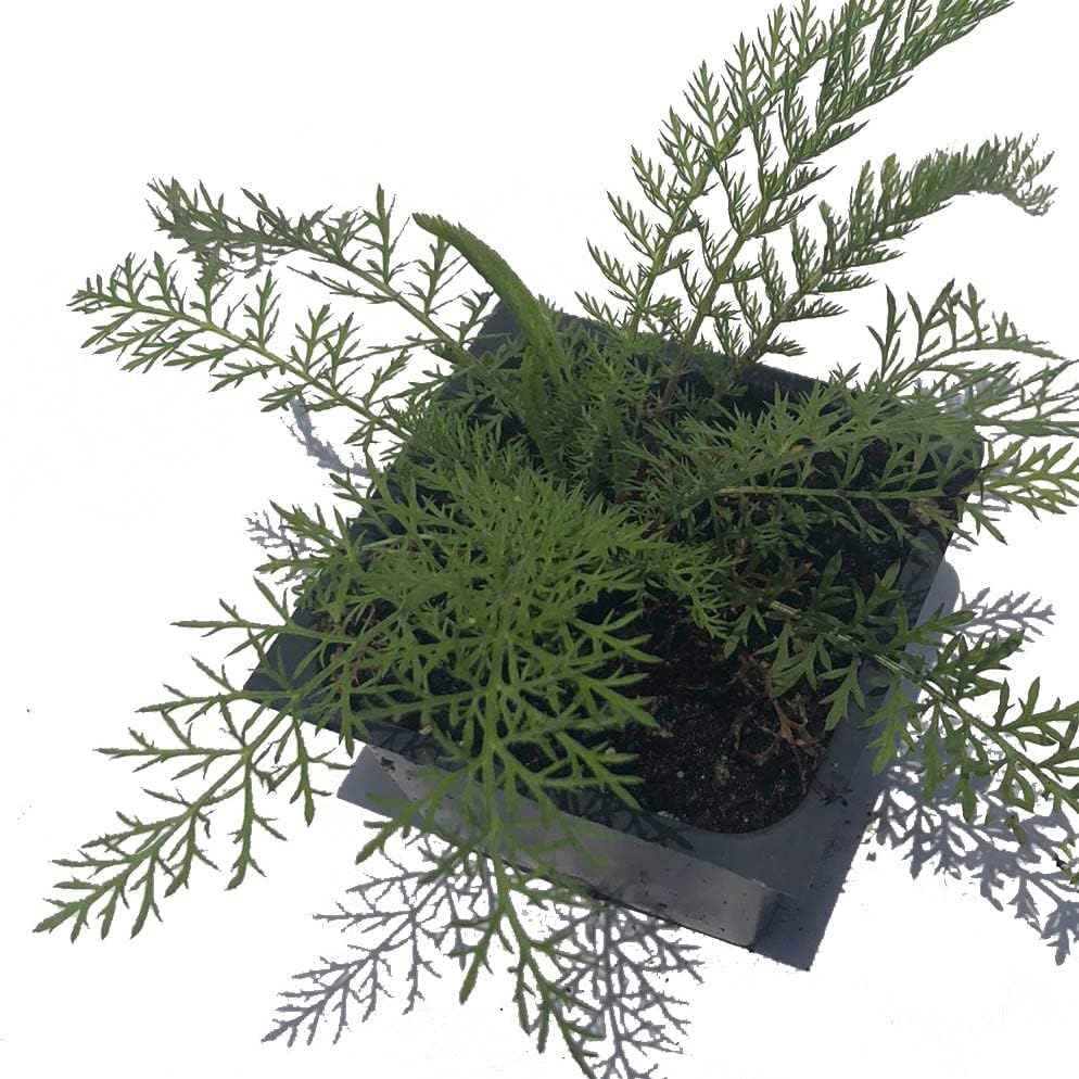 Organic Yarrow Seeds (Achillea millefoleium) 150 Seeds (0.1 Grams)