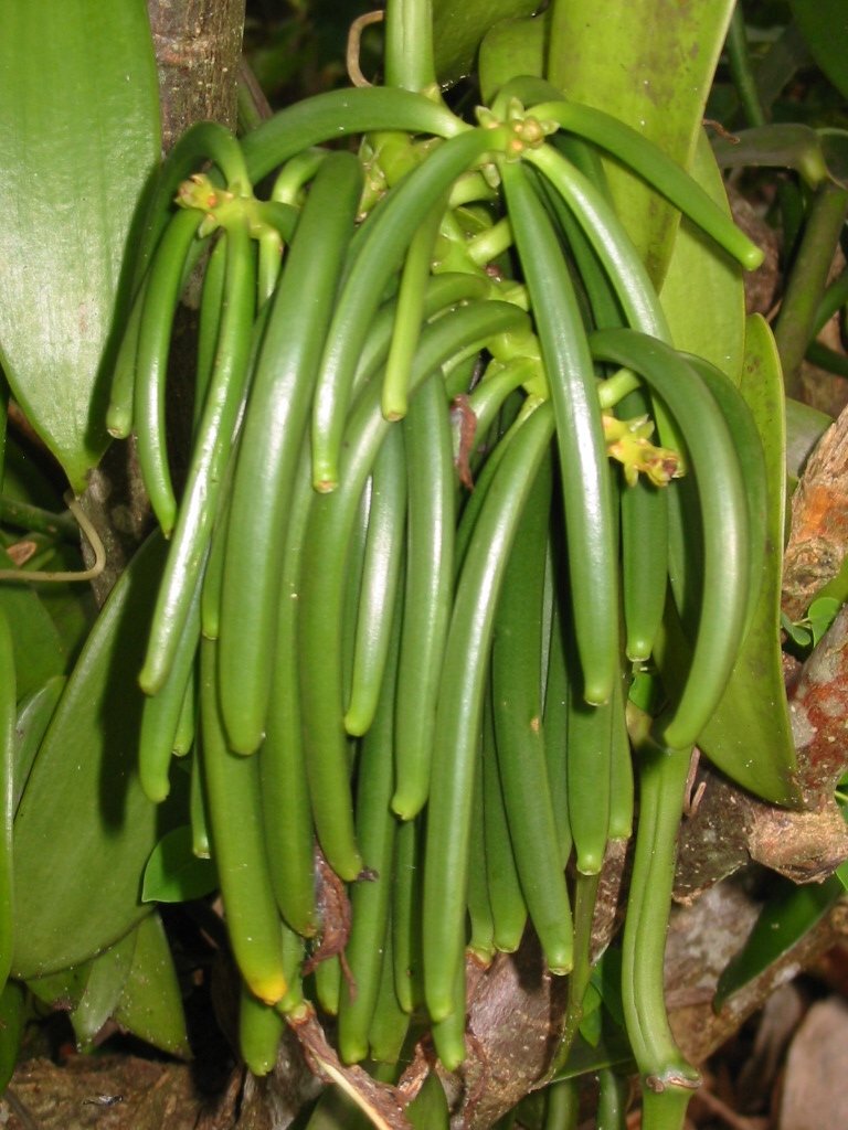 25 Tahitian Extract Grade B Natural Vanilla Beans by Vanilla Products USA