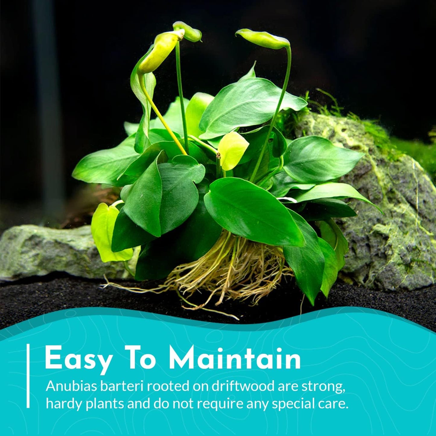 Live Anubias Barteri (Nana) Rooted on Driftwood - Absorb Impurities & Toxicness for Water - All Natural & Organic Aquatic Plant - Long Lasting & Easy to Care - Large