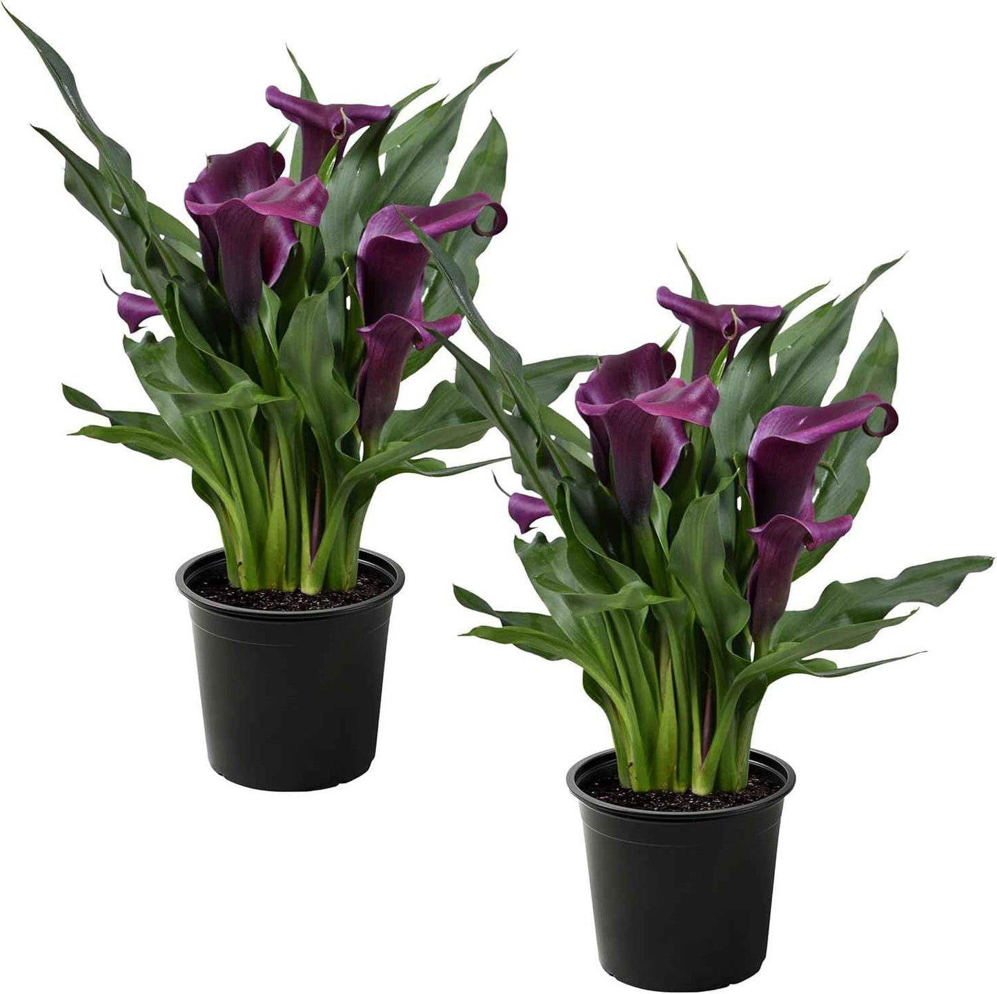 Live Flowering Calla Lily (2 Plants Per Pack) - Purple, 3+ Blooms - Beautiful Spring Perennial - 12" Tall by 5" Wide in 1 Qt Pot