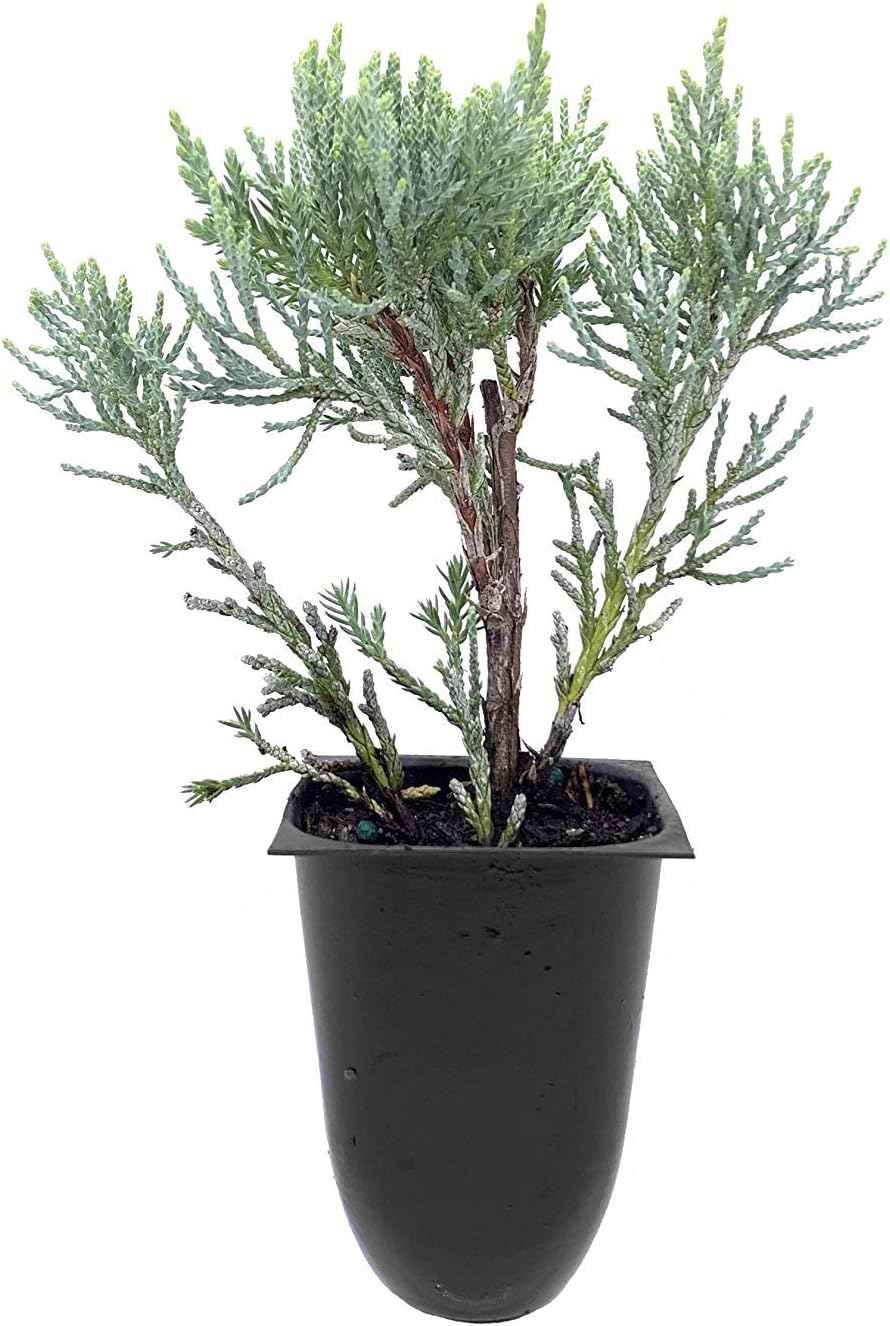 Blue Pfitzer Juniper - 3 Live Plants - Juniperus Chinensis - Drought Tolerant Cold Hardy Evergreen Ground Cover