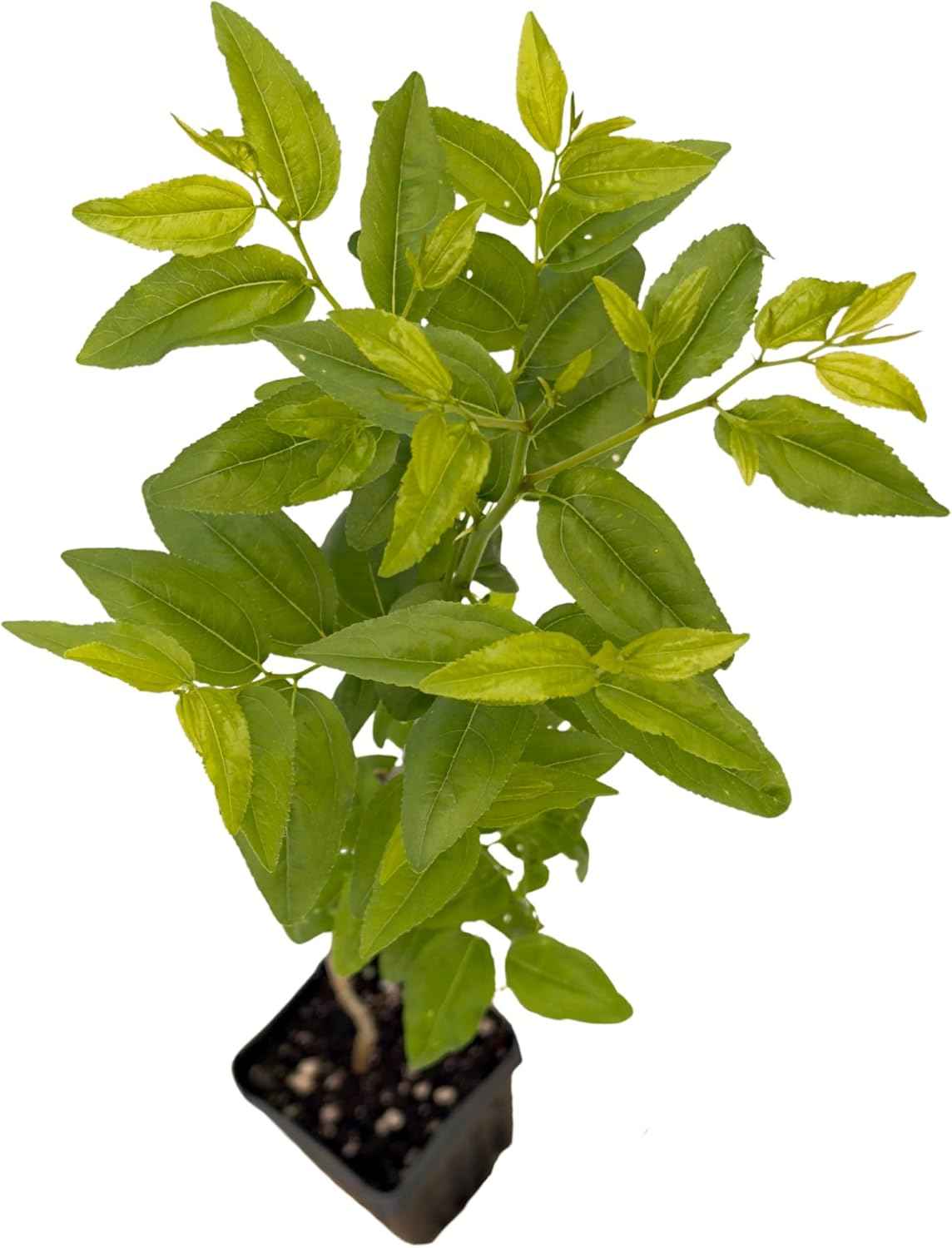 Jujube GA-866-1 Plant - Edible Fruit Tree