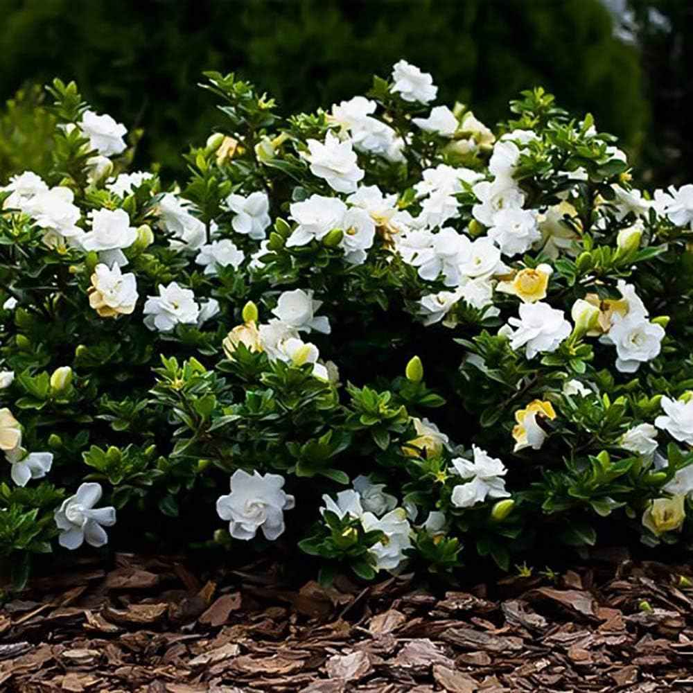 Shrub 2.5 Qt. August Beauty Gardenia