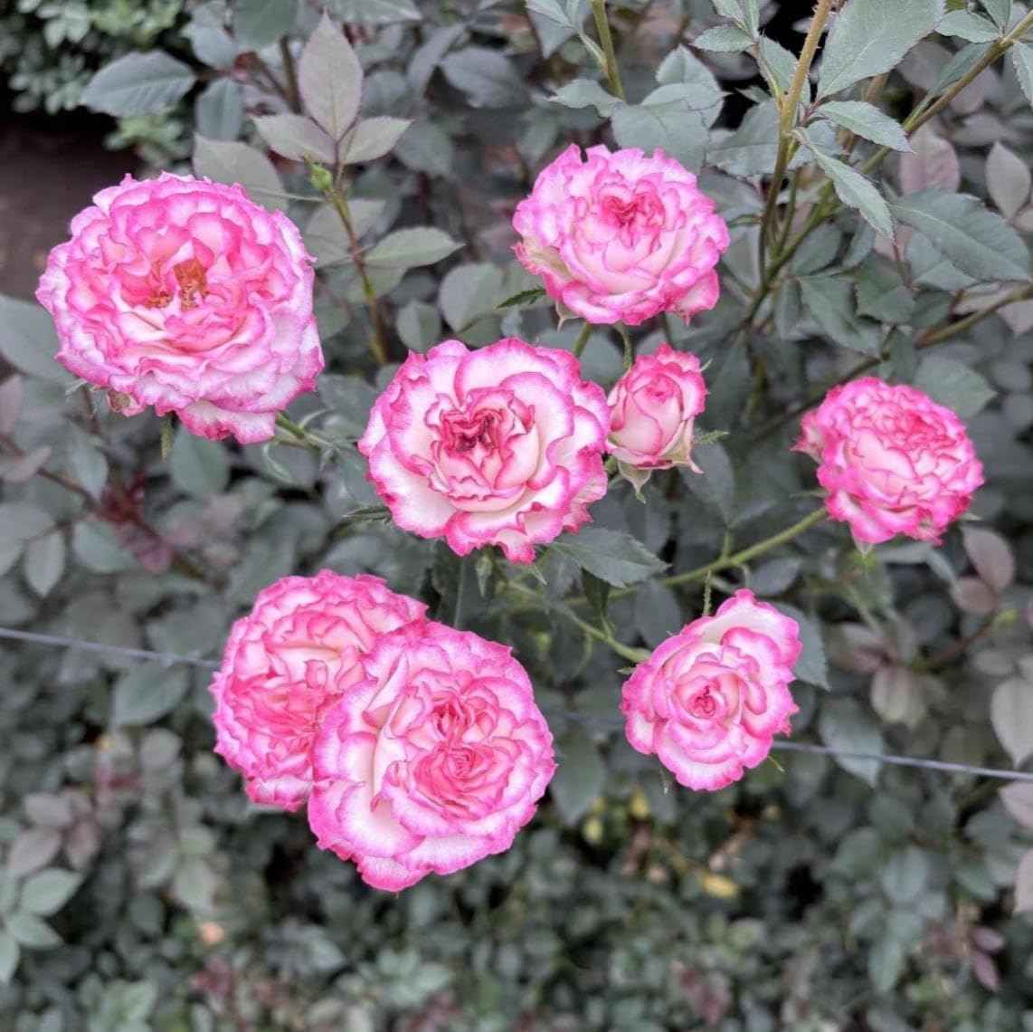 30 Pink Rose Seeds for Planting - Fragrant Perennial Flower Bush - Non-GMO Heirloom Ornamental Plants for Home Garden