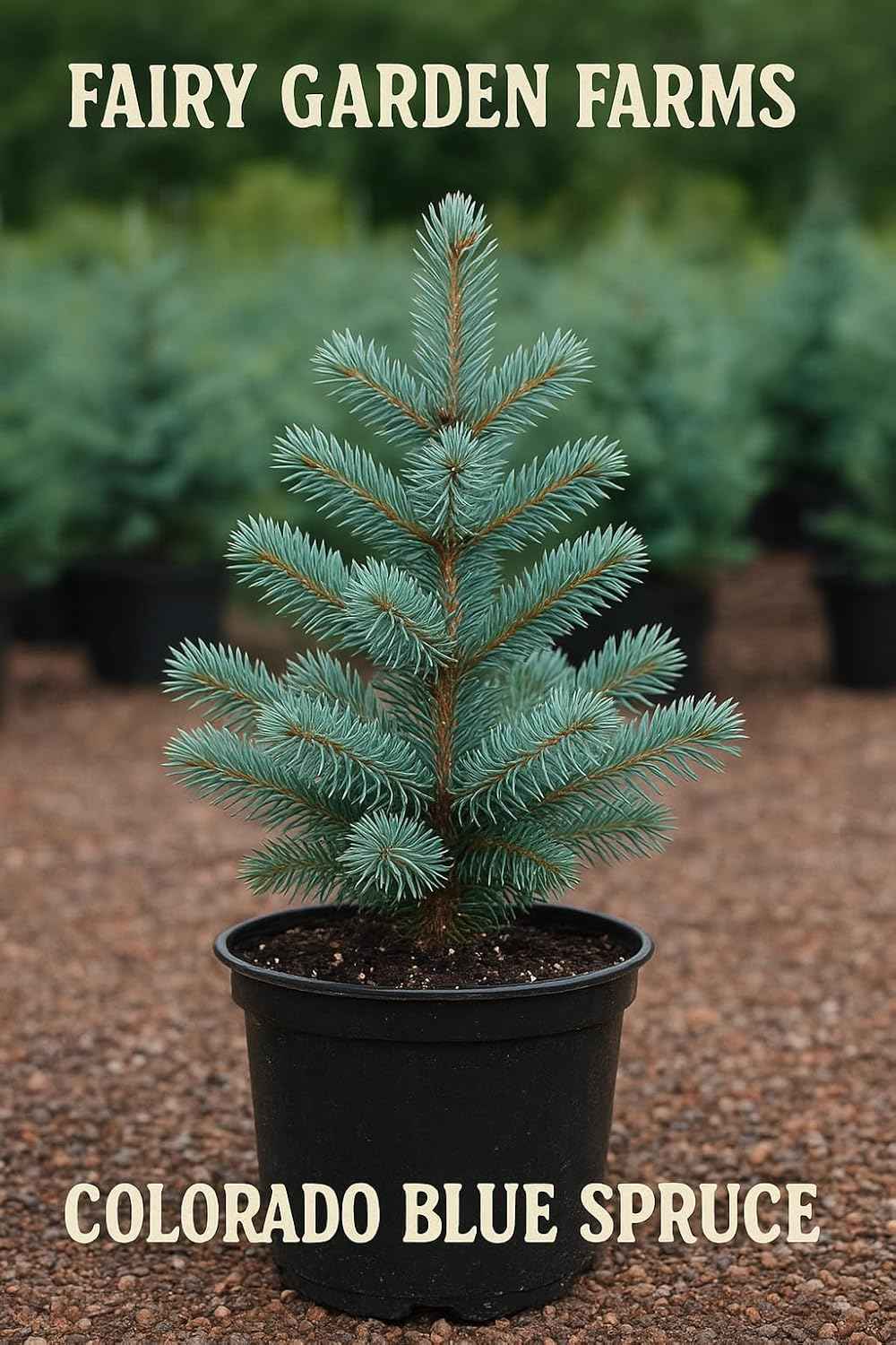 2-Pack Small Colorado Blue Spruce Live Tree, san Juan, Fast Growing, Lighter Blue/Green, Well Rooted, 1yr Old, Growing in 3" Pot.