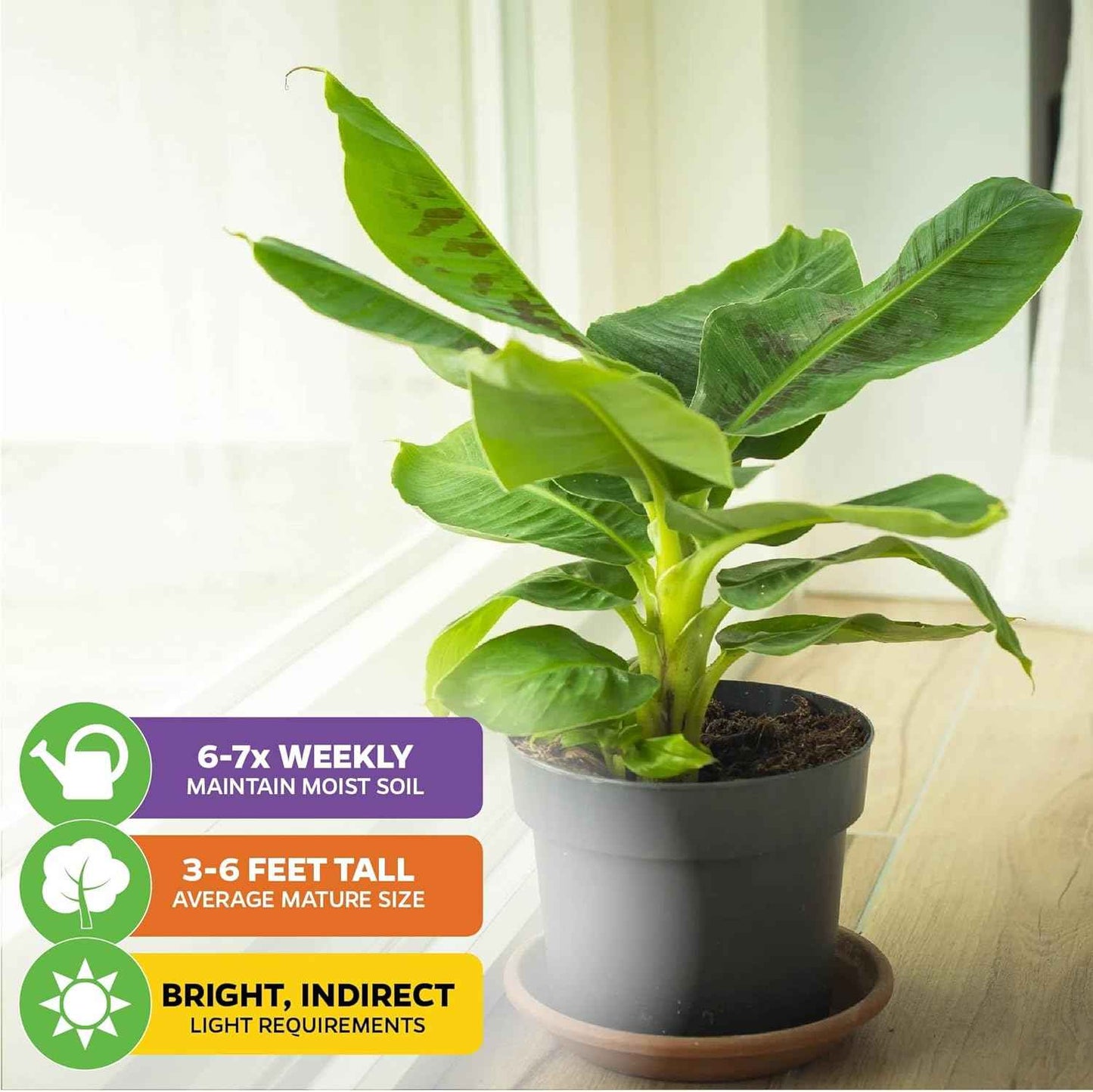 Tropicana Banana - Musa 'Tropicana' by Wellspring Gardens - Super Dwarf Cavendish Variety - Indoor and Outdoor Tropical Plant - Compact, Edible Bananas, Maroon/Purple Foliage (2-Pack)
