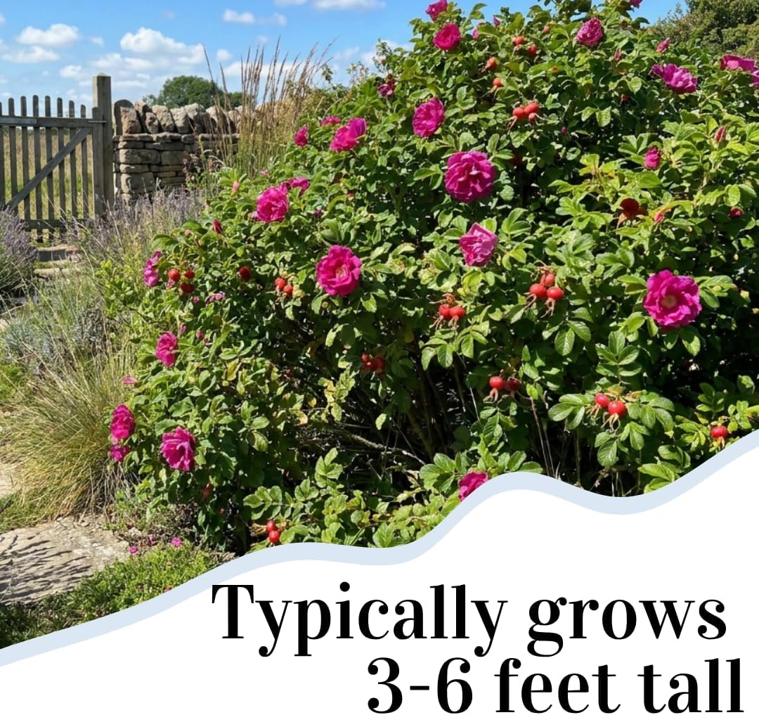 2 Pink Japanese Rose Live Plants – Hardy Fragrant Pink Rugosa Rose Bush – Perennial Flowering Shrub for Garden & Landscape – Easy to Grow Rose Plant (2 Plants)