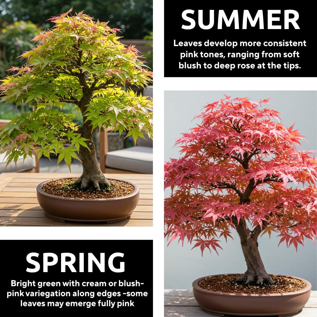 Green Geisha Girl Japanese Maple Bonsai Seedling – 1 Year Old Bare Root Dormant Tree – Acer Palmatum ‘Geisha Girl’ – Ideal for Bonsai & Container Growing