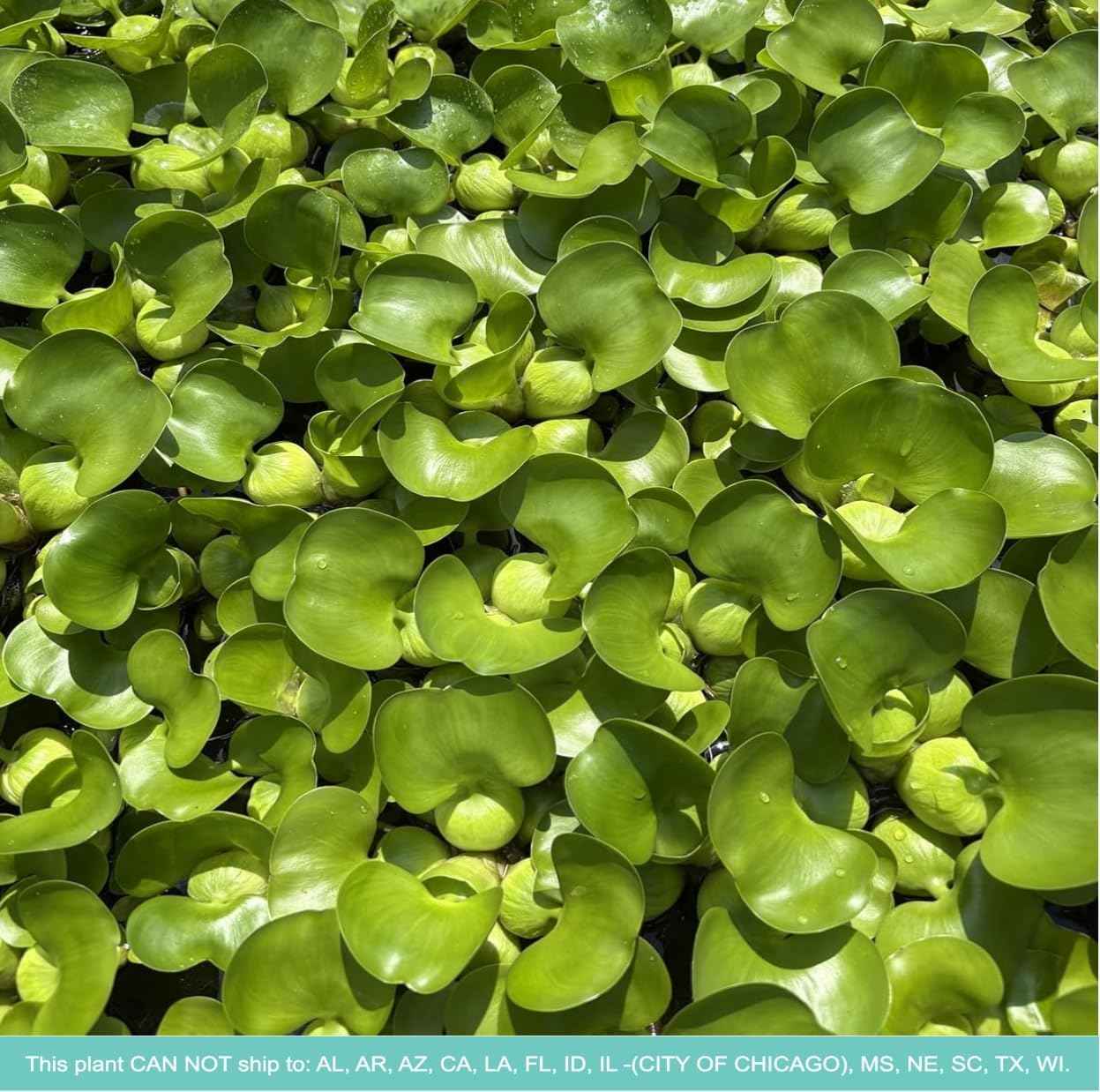 Water Hyacinth - Eichhornia crassipes - Live Plants for Pond, Floating Aquatic Garden Plants - 1 Plant