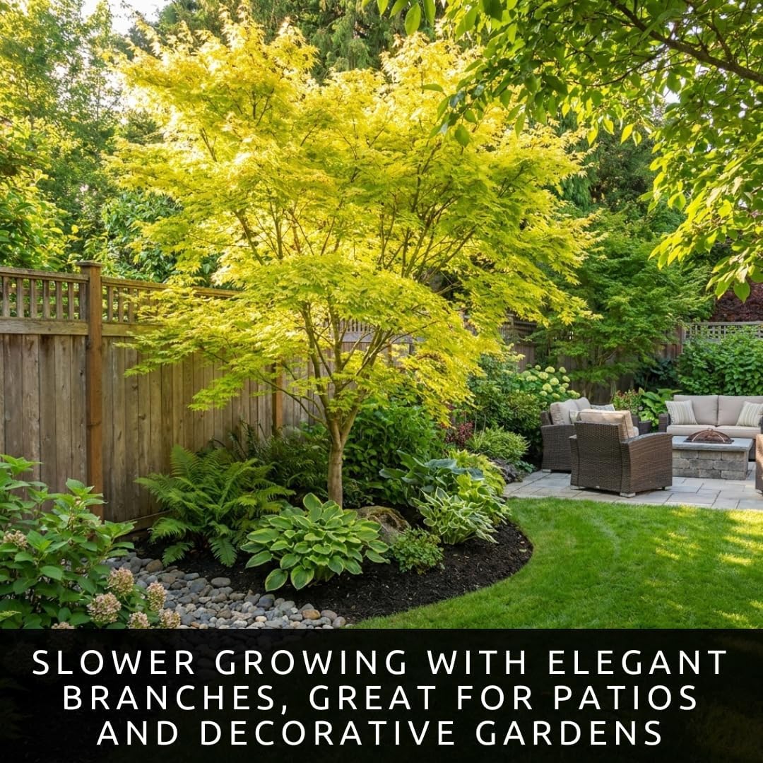 3-Pack Japanese Red Maple Seedlings (12-18" Tall) – Dormant Bare Root Trees – Vibrant Ornamental Landscape Starter Trees