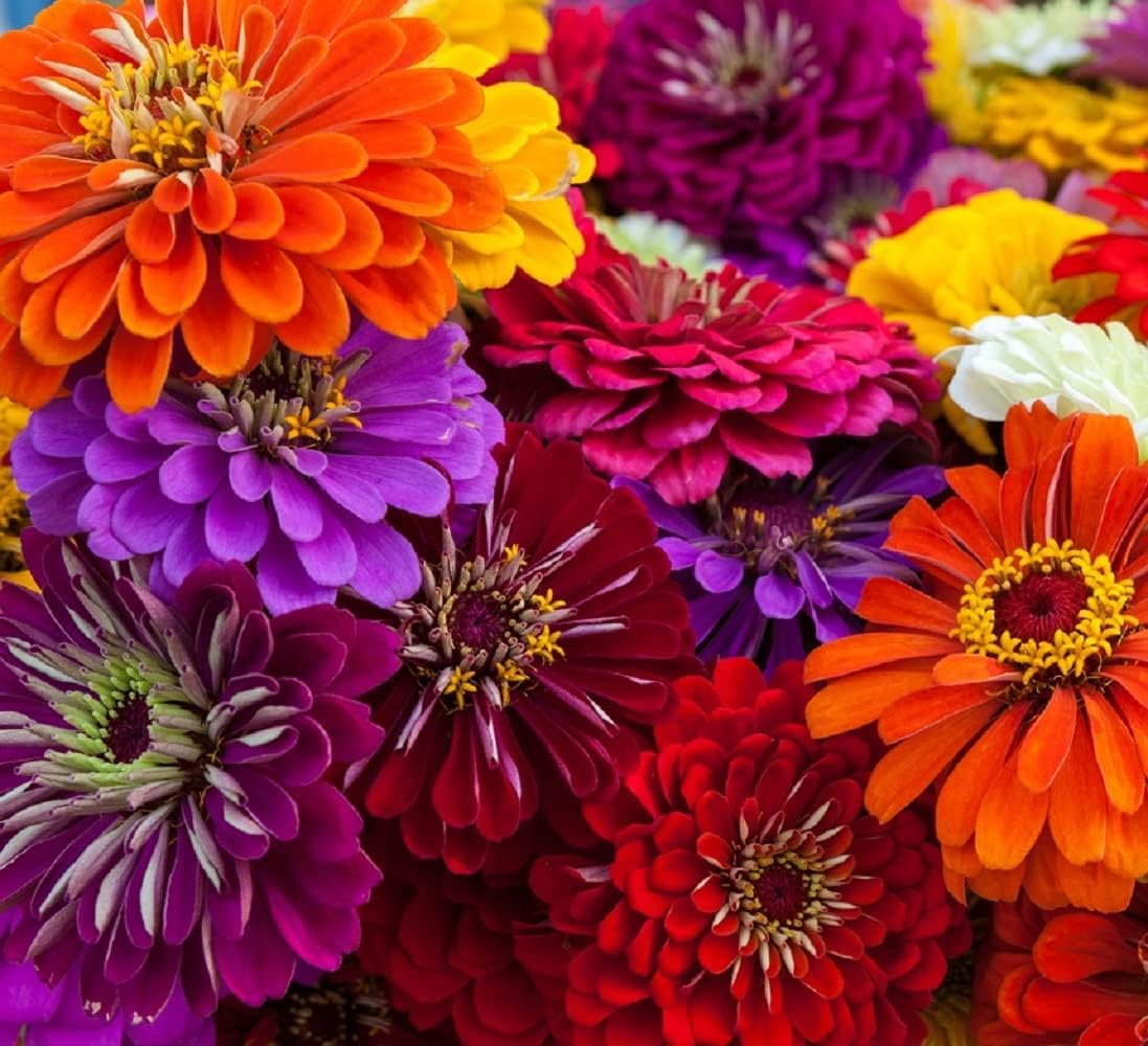 Zinnia Seeds for Planting – Non-GMO Heirloom Zinnia Flower Seeds – Full Instruction Packets to Plant in Your Home Outdoor Garden – Gardening Gift – 50 California Giant Zinnia Seeds (3 Packets)