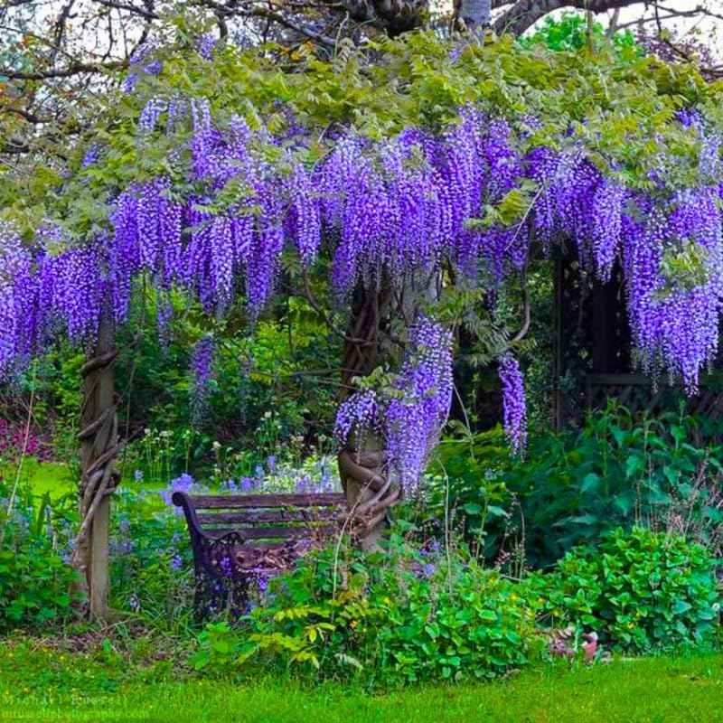 Blue-Purple Wisteria Tree Live Plant 1 Year Old Seedling, Purple Wisteria Live Plants for Outdoor Garden, 6-13" in Tall, Dormant