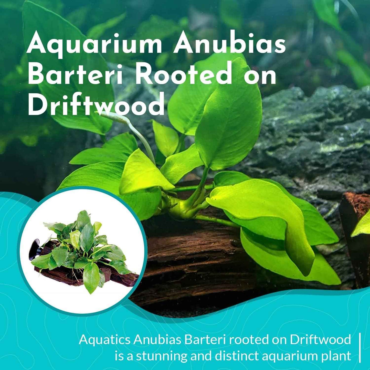 Live Anubias Barteri (Nana) Rooted on Driftwood - Absorb Impurities & Toxicness for Water - All Natural & Organic Aquatic Plant - Long Lasting & Easy to Care - Large