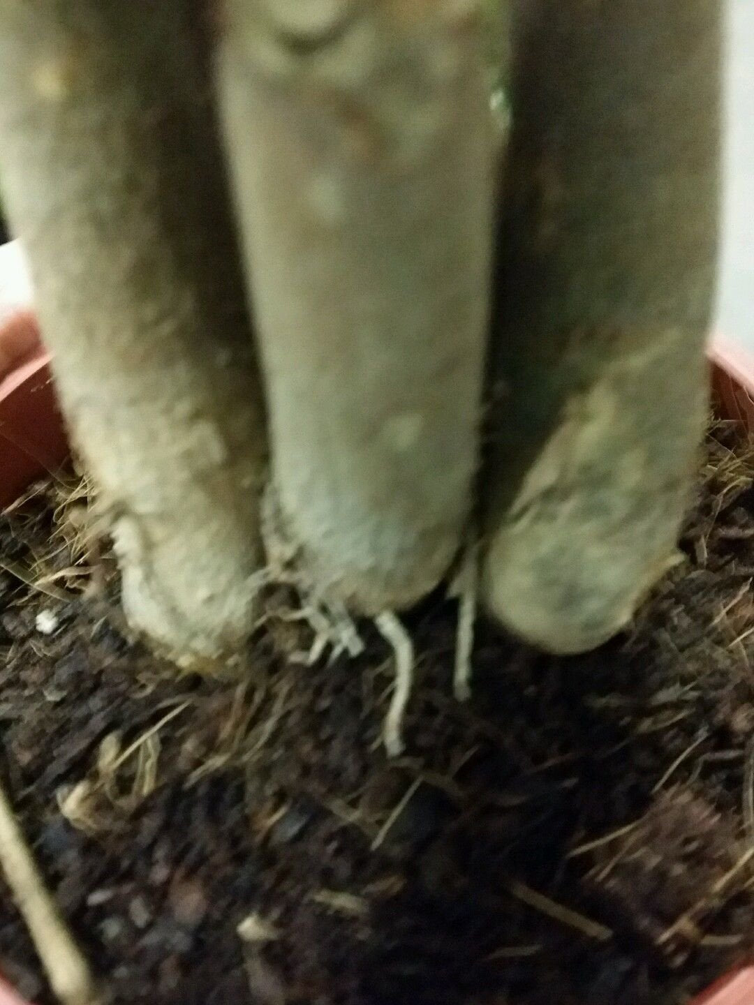 LOUSBONSAINUSERY BRAIDED MONEY TREE