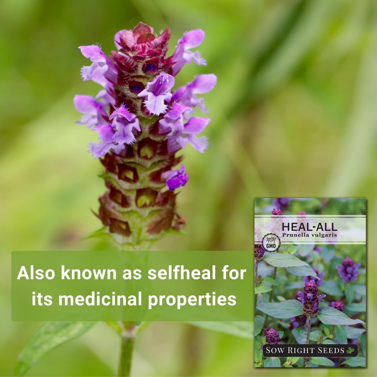 Sow Right Seeds - Heal-All Seeds for Planting - Self Heal Prunella Vulgaris - Non-GMO Heirloom Medicinal Herb - Grow Your Own Wildflower Garden - Attracts Pollinators - Easy to Grow in Gardens (1)