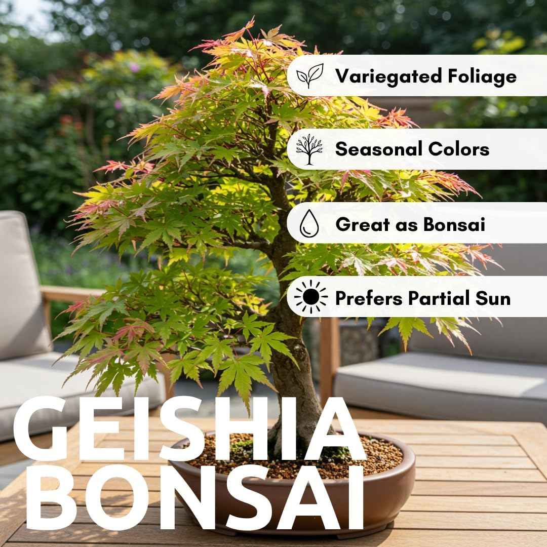 Green Geisha Girl Japanese Maple Bonsai Seedling – 1 Year Old Bare Root Dormant Tree – Acer Palmatum ‘Geisha Girl’ – Ideal for Bonsai & Container Growing